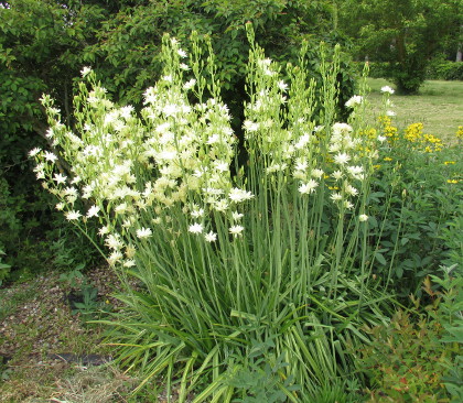 Camassia leichtlinii 'Semiplena'